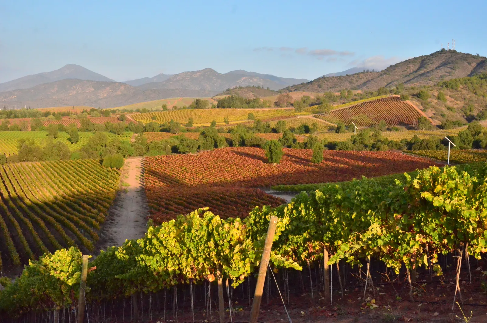 Viñedo de Las Dichas