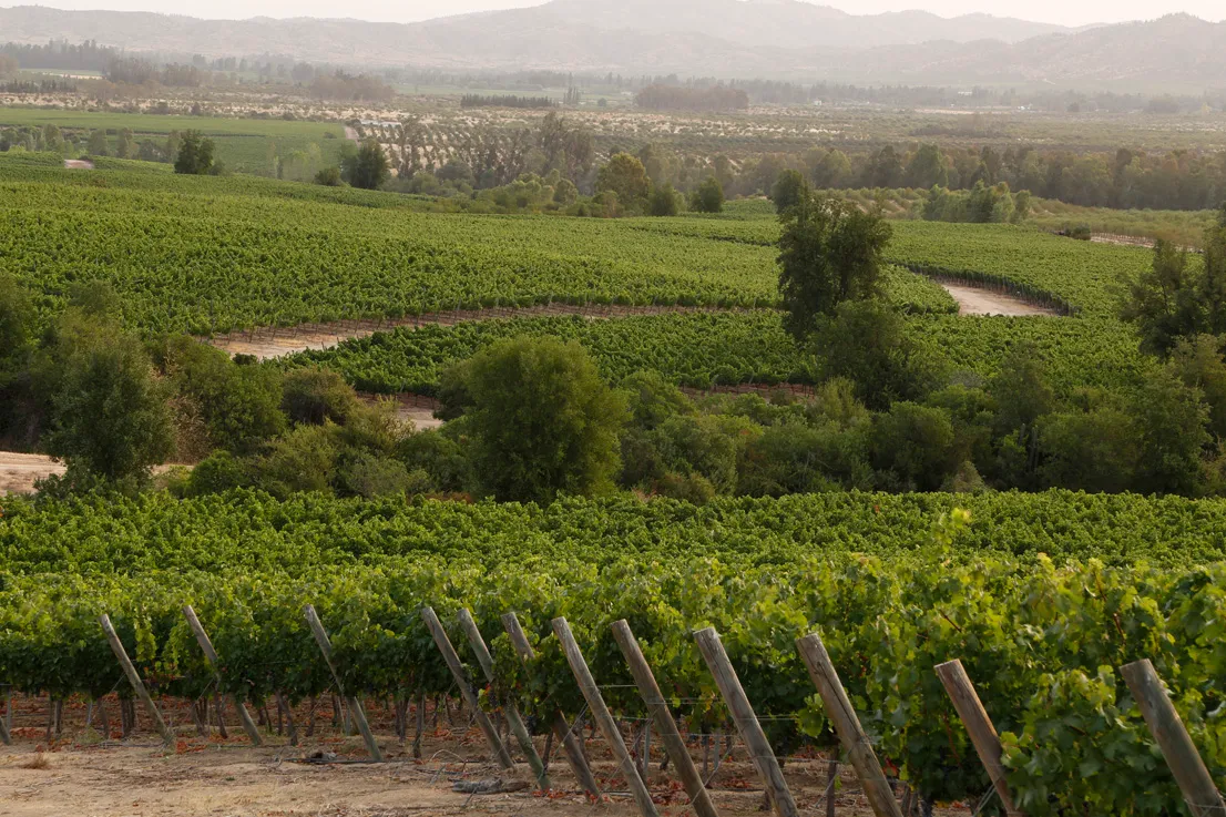 Viñedo de Marchigüe